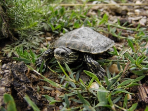 Balcan terrapin