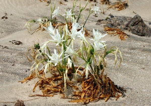 Sea daffodil