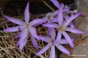 Colchicum