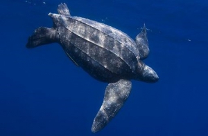 Leatherback turtle