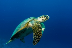 Hawksbill sea turtle