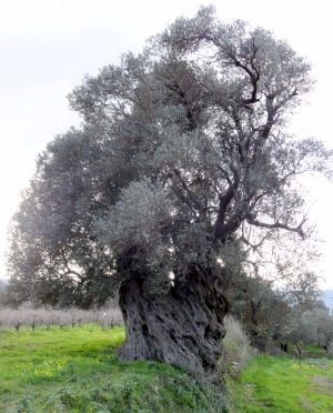 Μνημειακή Ελιά Πανασού