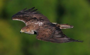 Bonelli's Eagle