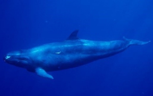 False Killer Whale