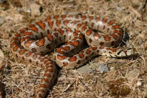 Leopard snake