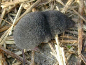 Spitzmaus