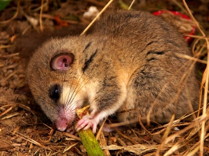 Essbare Dormouse