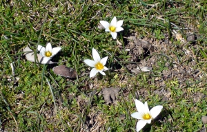 Cretan Tulip