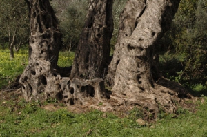 Μνημειακή Ελιά Γέννας