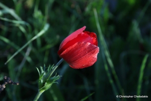 Anemones