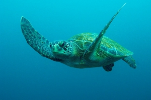 Green Sea Turtle