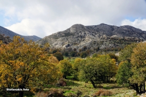 Δάσος Αραβάνες