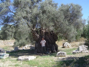 Μνημειακή Ελιά Καμηλαρίου (Μάνα Ελιά)