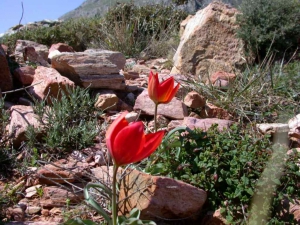 Tulipa goulimyi