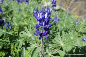 Lupinus varius