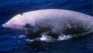 Cuvier's Beaked Whale