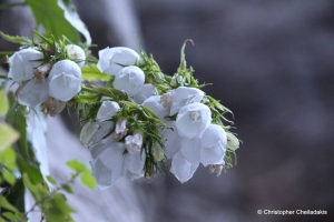 Cretan bellflower