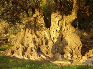 Μεγάλη Ελιά Αερινού