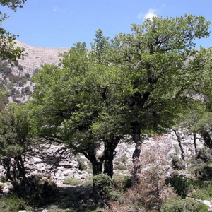 Cretan Zelkova