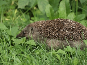 Hedgehog