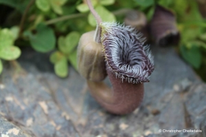 Aristolochia cretica