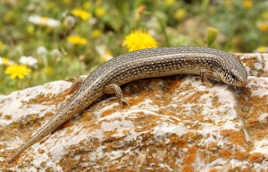 Gefleckter Walzenskink