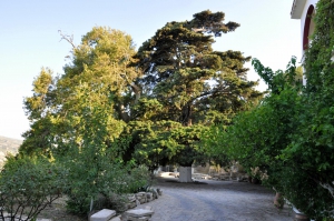 Gorgolaini Monumental Trees