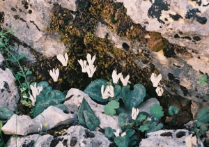 Cretan Cyclamen