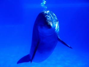 Bottlenose dolphin